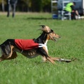 Lure Coursing - 01
