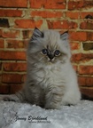 Katt - 11